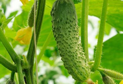 Close-up of a green cucumber hanging on a vine 