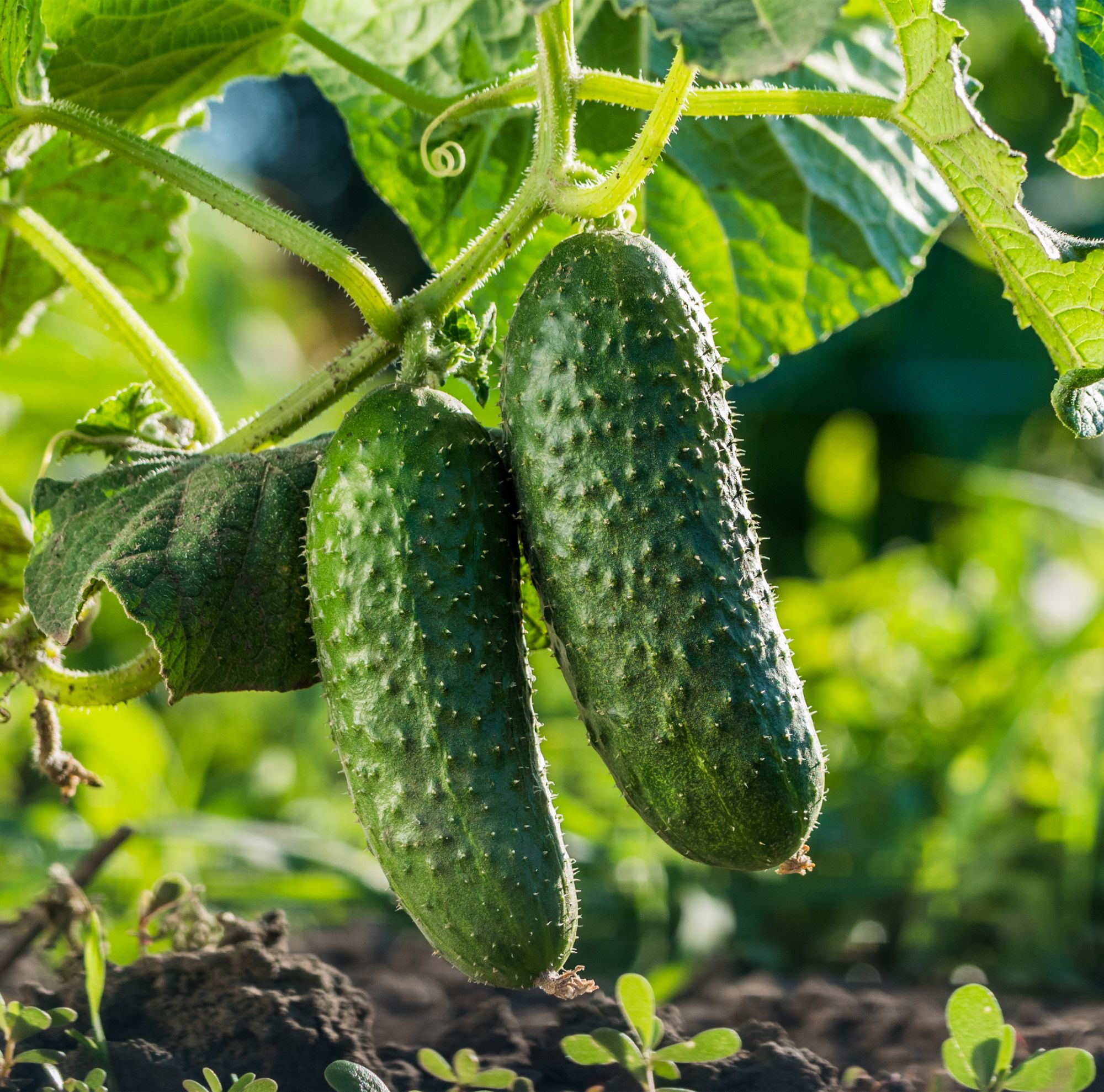 Two cucumbers growing on a vine 