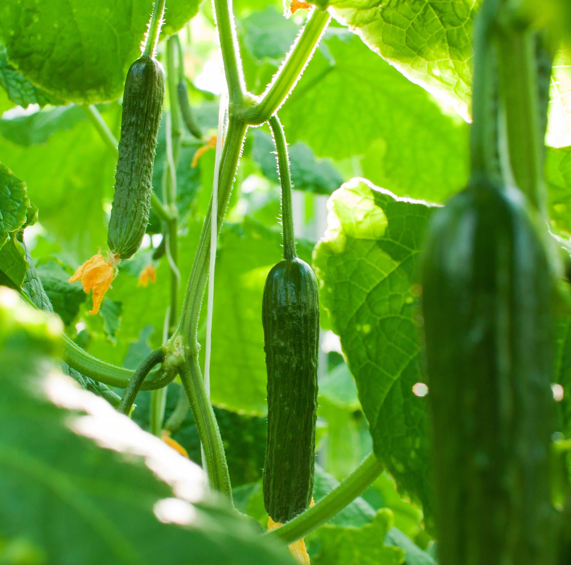 Small green cucumbers growing on vines 