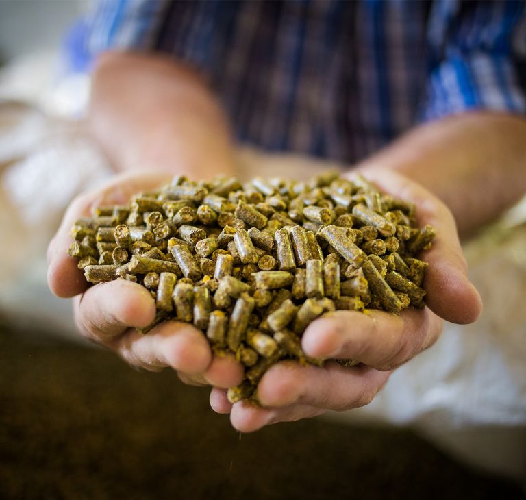 Cupped hands holding piglet feed pellets.   