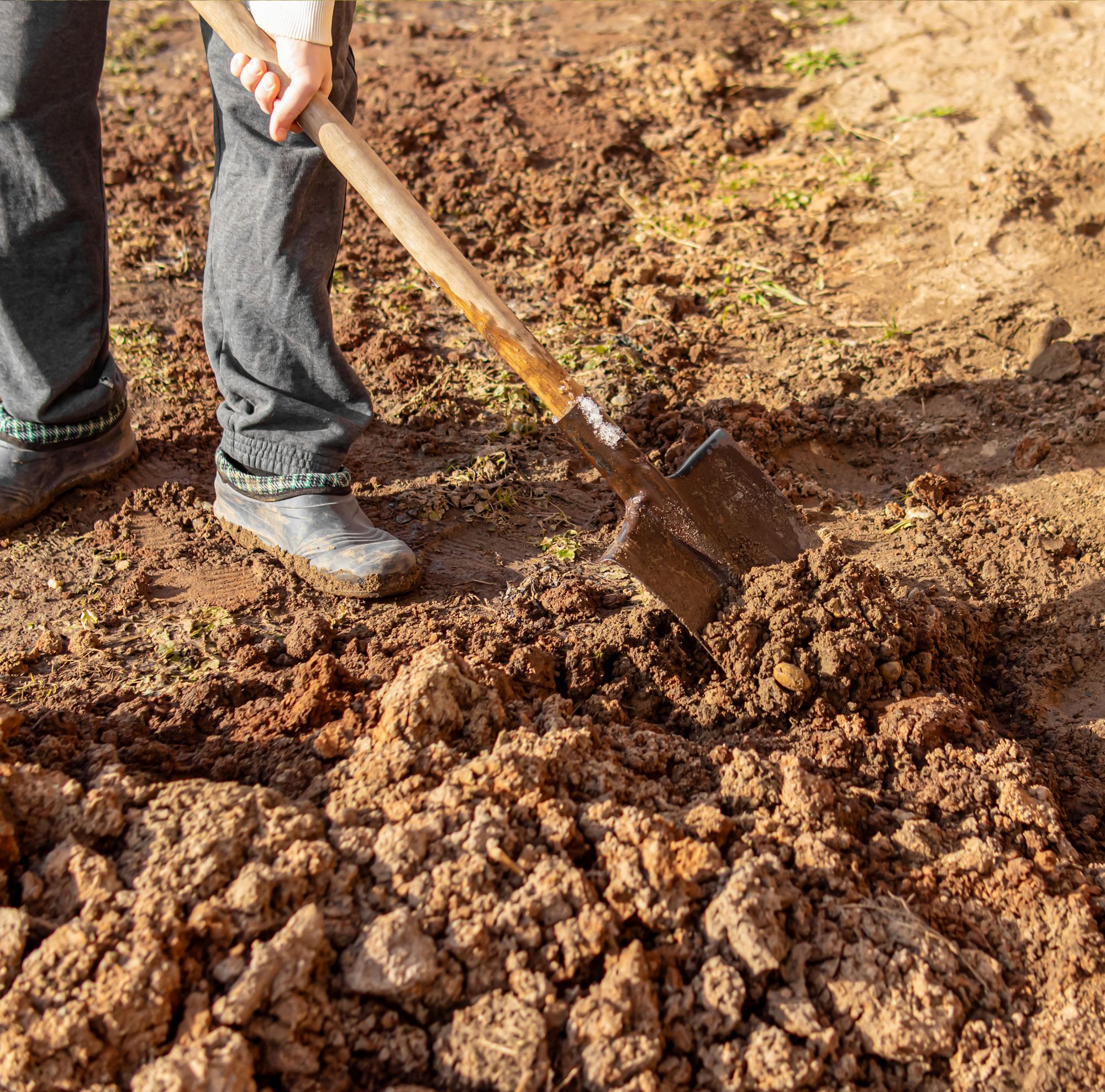 A person shovels dirt.  