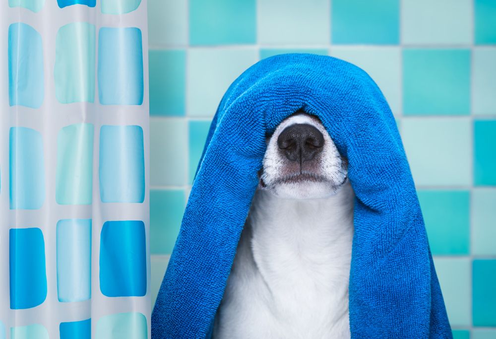 A small dog stands in front of a shower curtain with a blue towel on its head. 