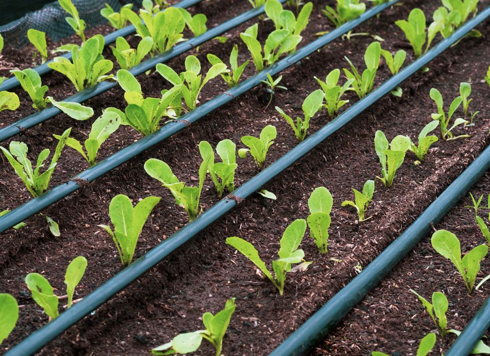Rows of plants placed next to rows of drip irrigation systems 