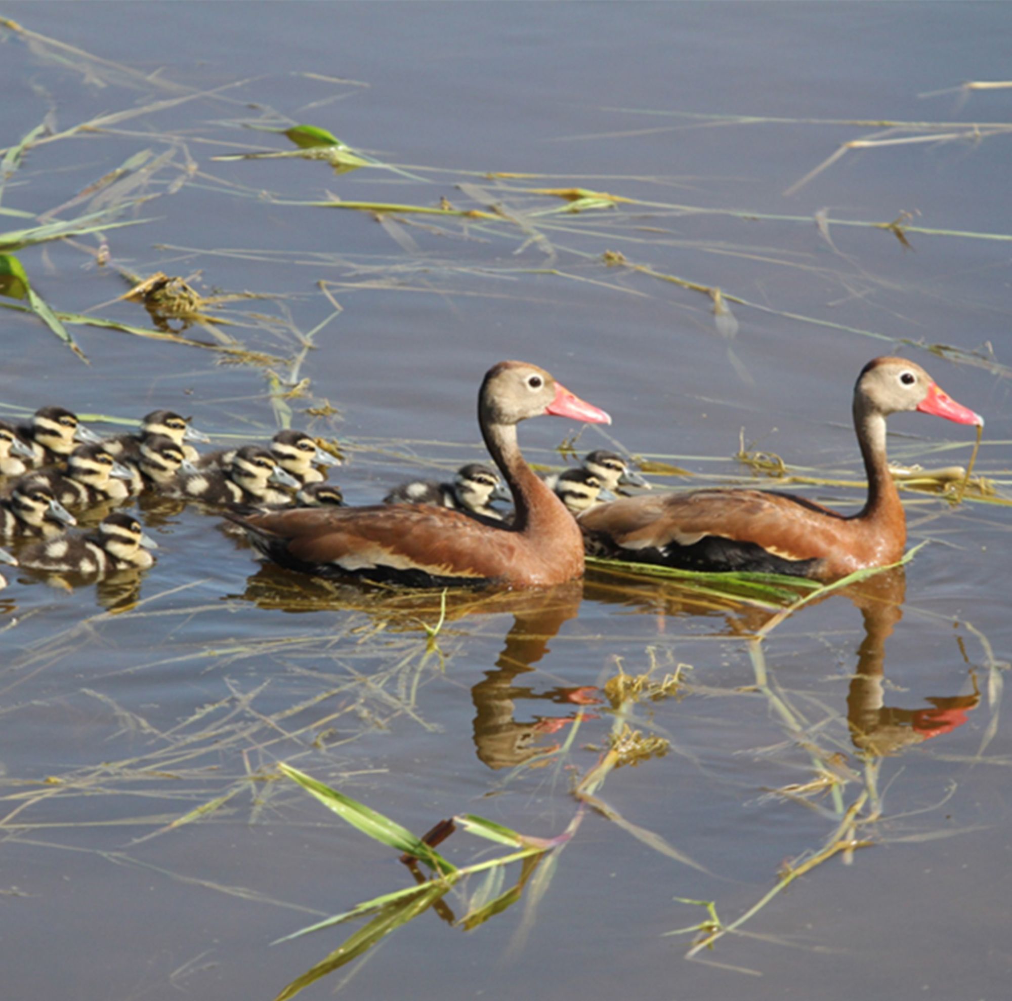 Two adult ducks lead a clutch of ducklings as they swim along in one of the waterways near Eastman’s Pace Operations. 