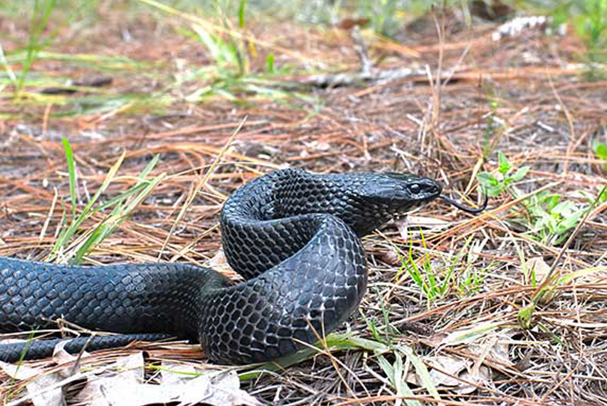 Black rat snake over ground 