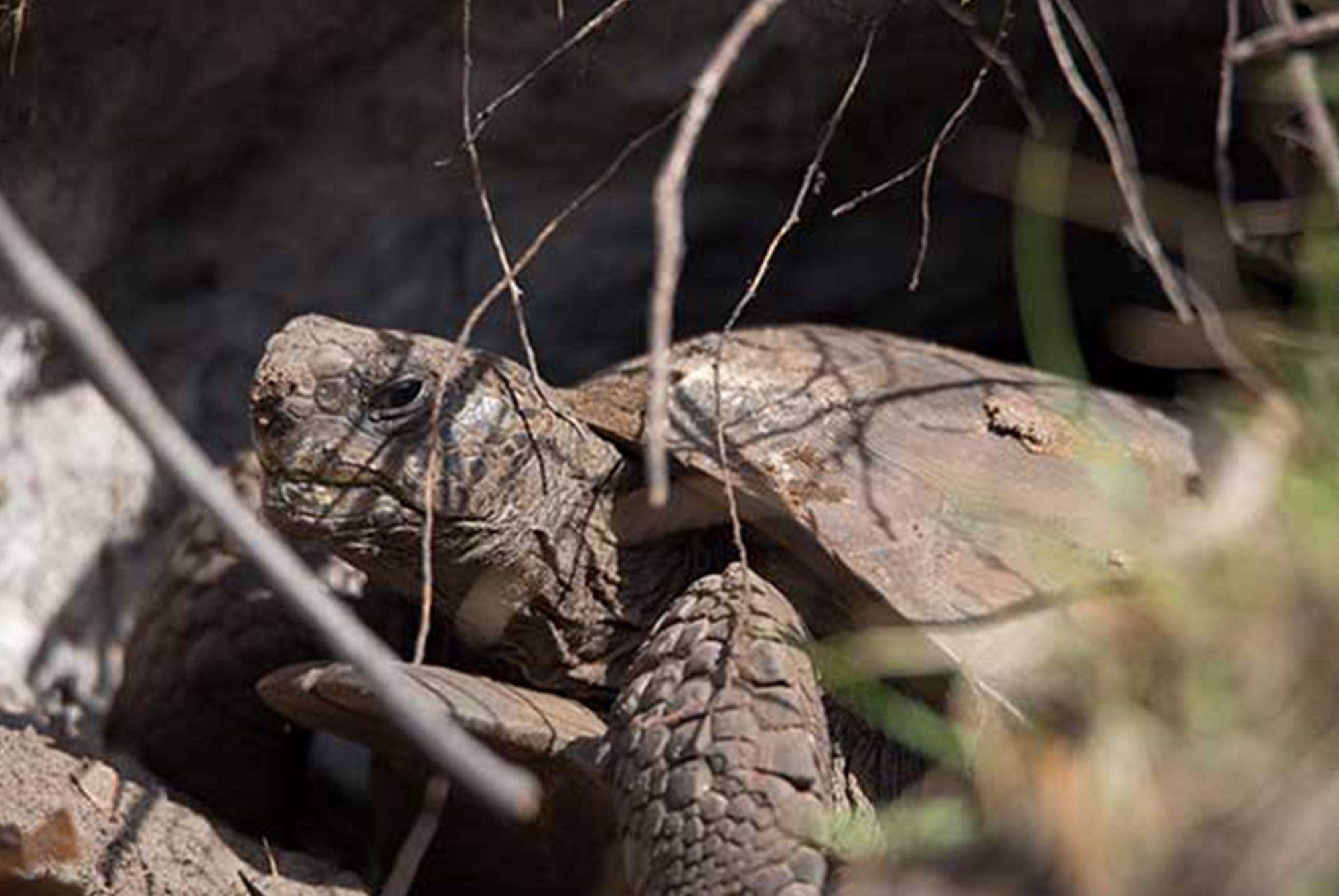 Turtle resting over ground between vegetation 