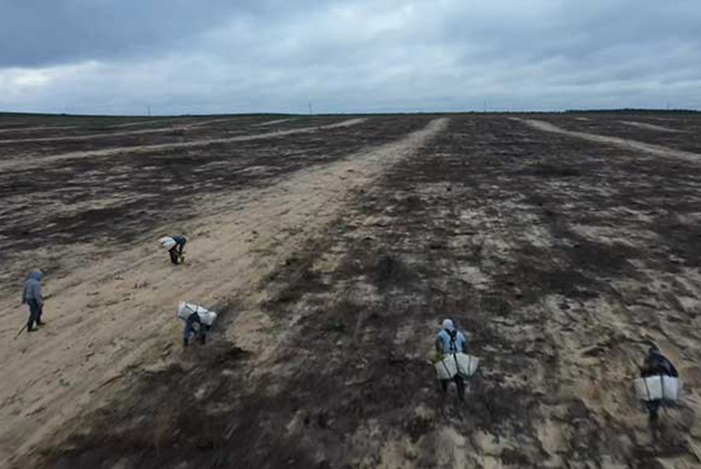 6 people in Torreya State Park reforesting 