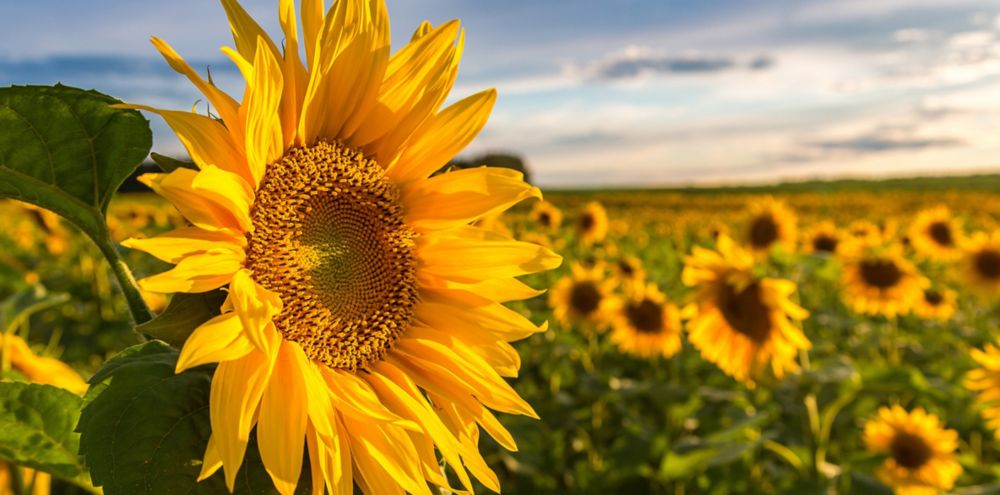 A close up of a sunflower in a large sunflower field with clouds in the background. 