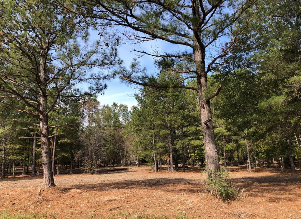A clearing in the forest is surrounded by trees. 