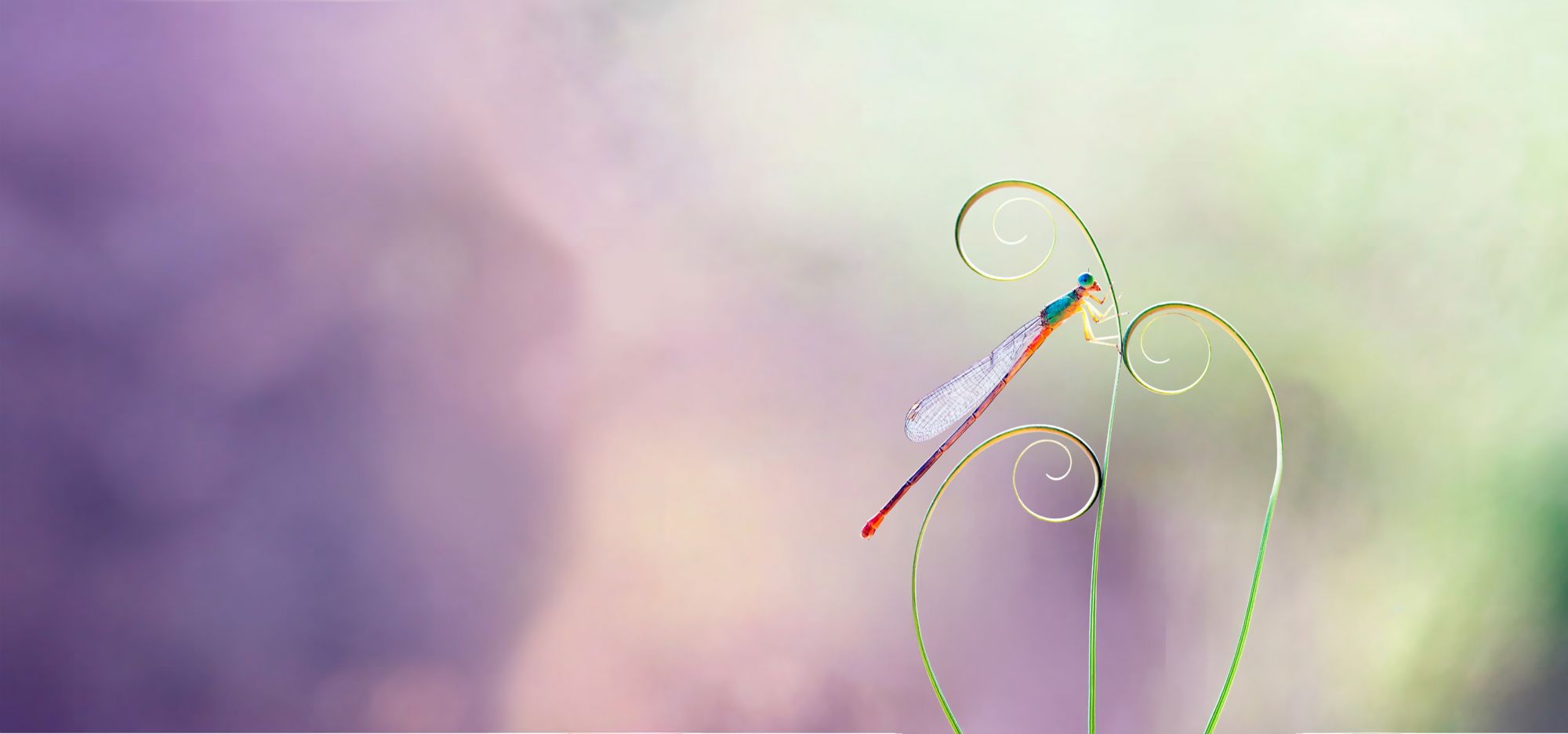 Colorful dragonfly perched on delicate spiral plant tendrils over a soft pastel background. 