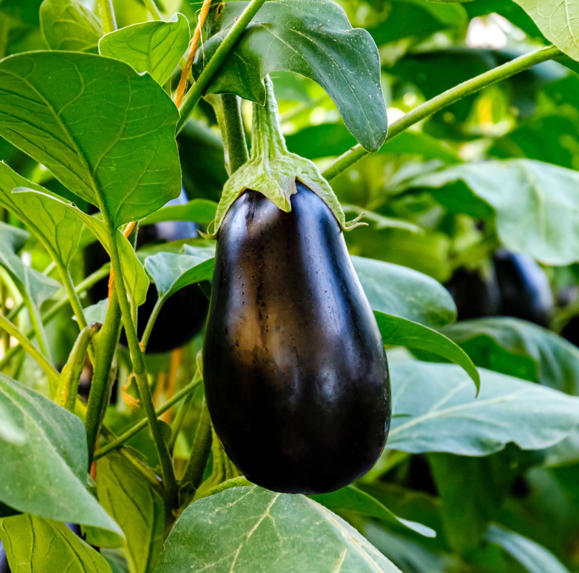 A big eggplant growing in a greenhouse 