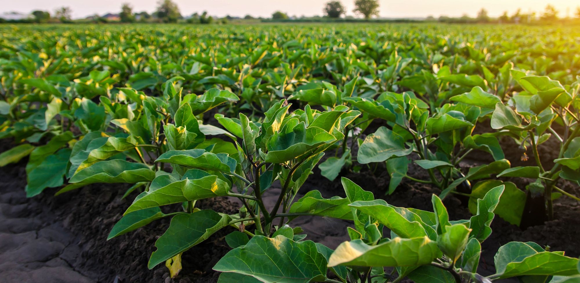 A large field of growing eggplants 