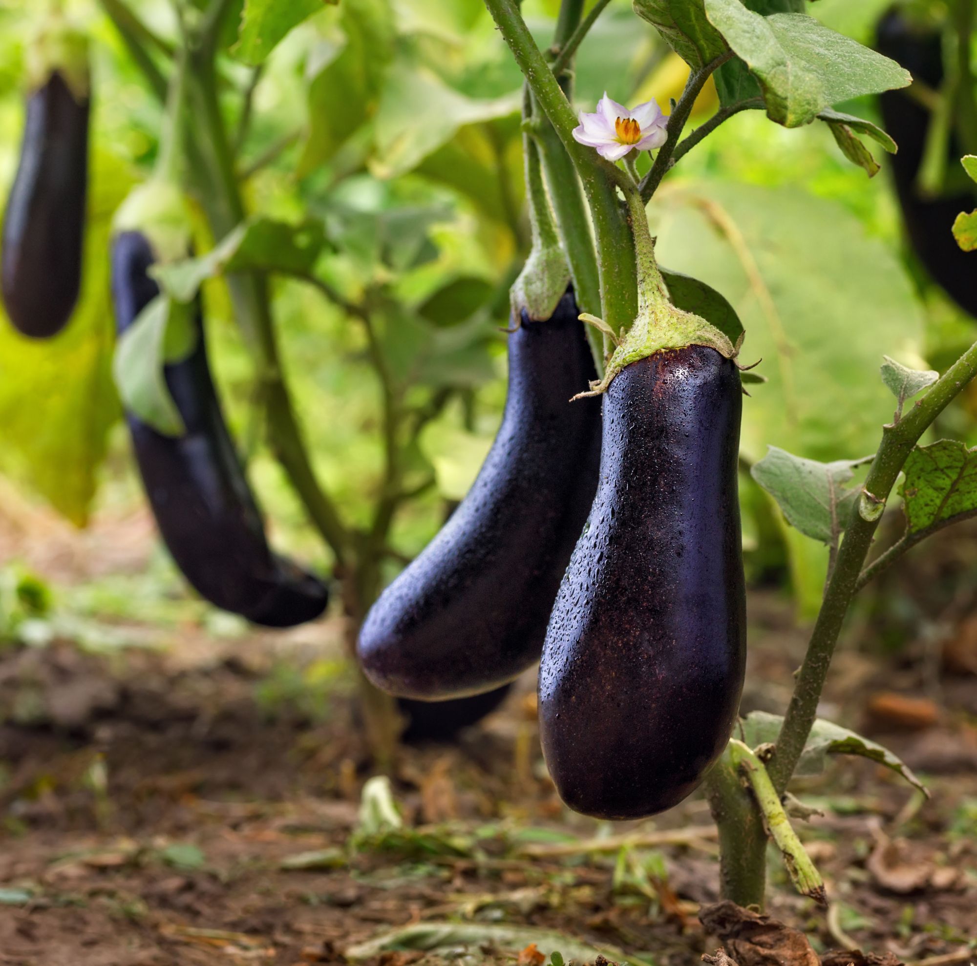Growing eggplants hanging from a vine 