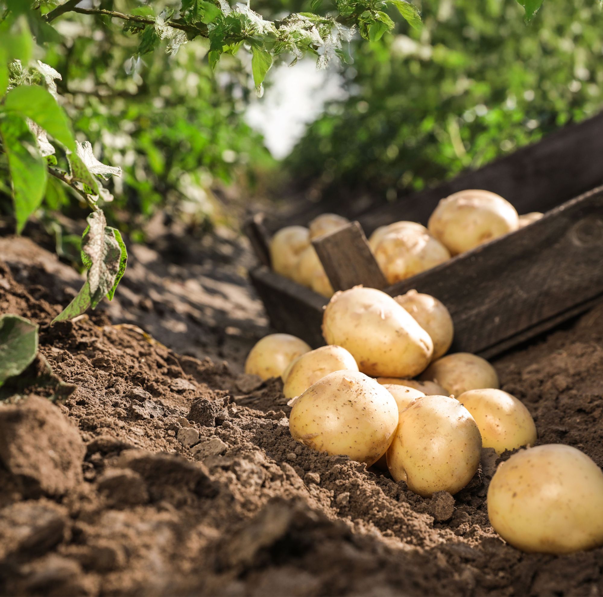 Pile of ripe potatoes on ground in field. 