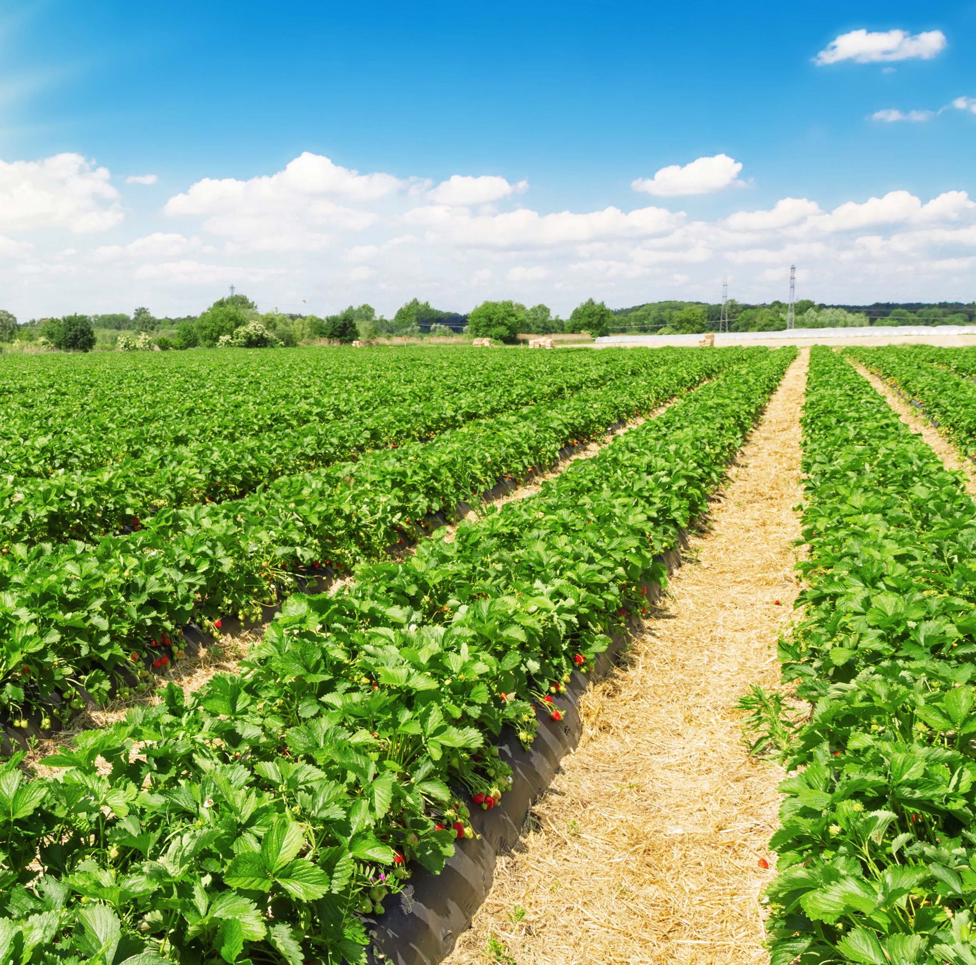 Strawberry plantation on a sunny day. 