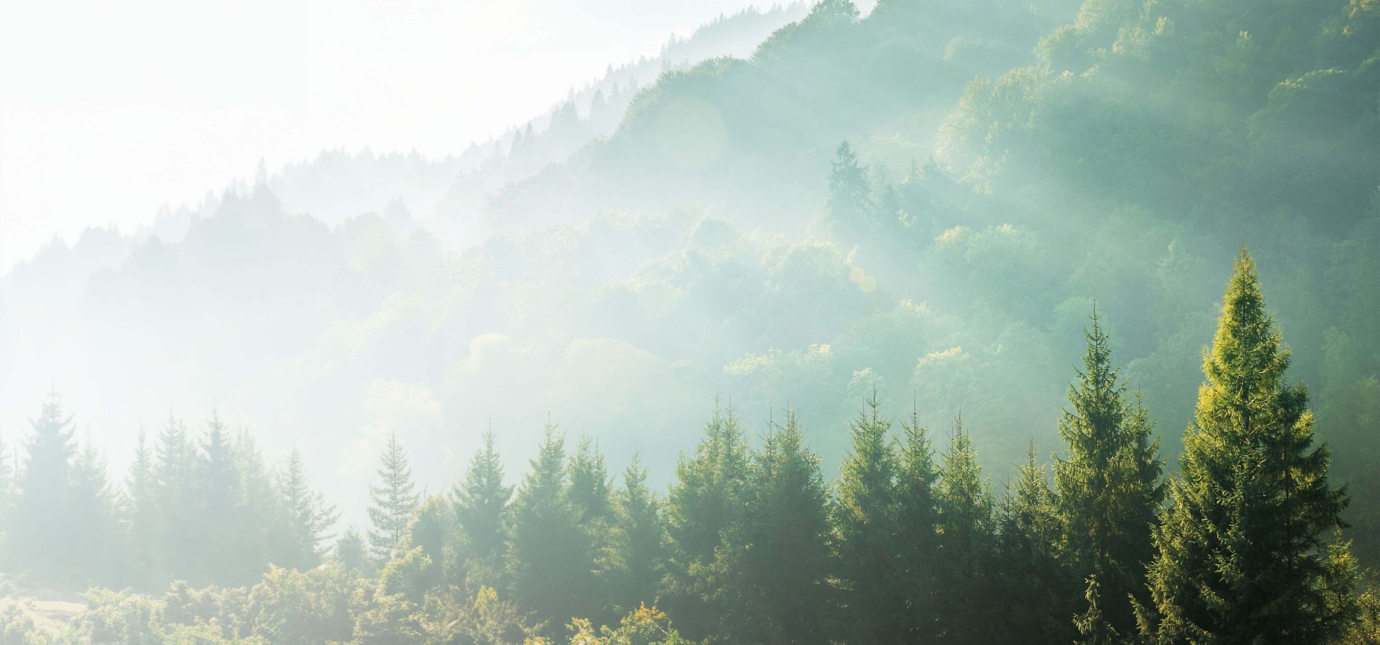 Sun shines on evergreen trees at the base of a mountain. 