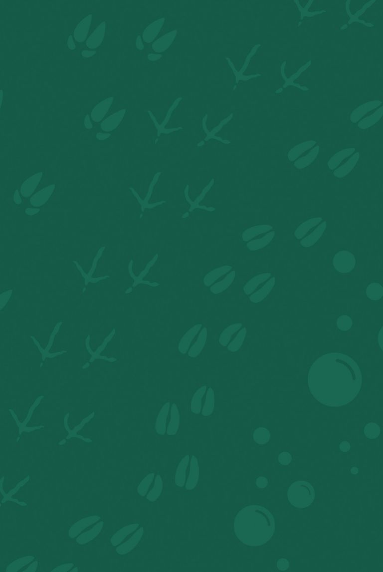 Various animal footprints drawn in a winding pattern, including pigs, chickens and cows.   