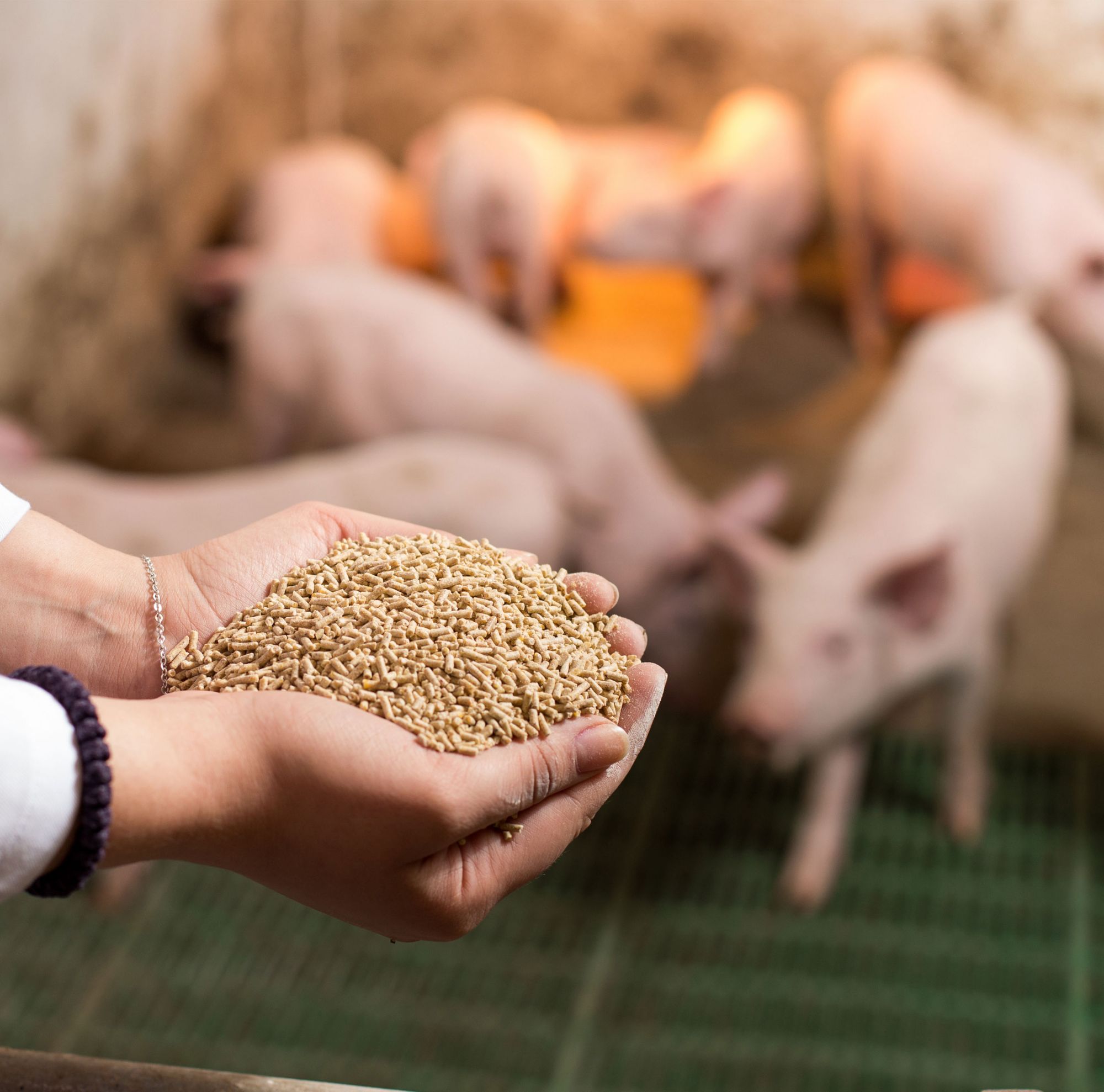 Two hands holding feed with piglets in the background.  