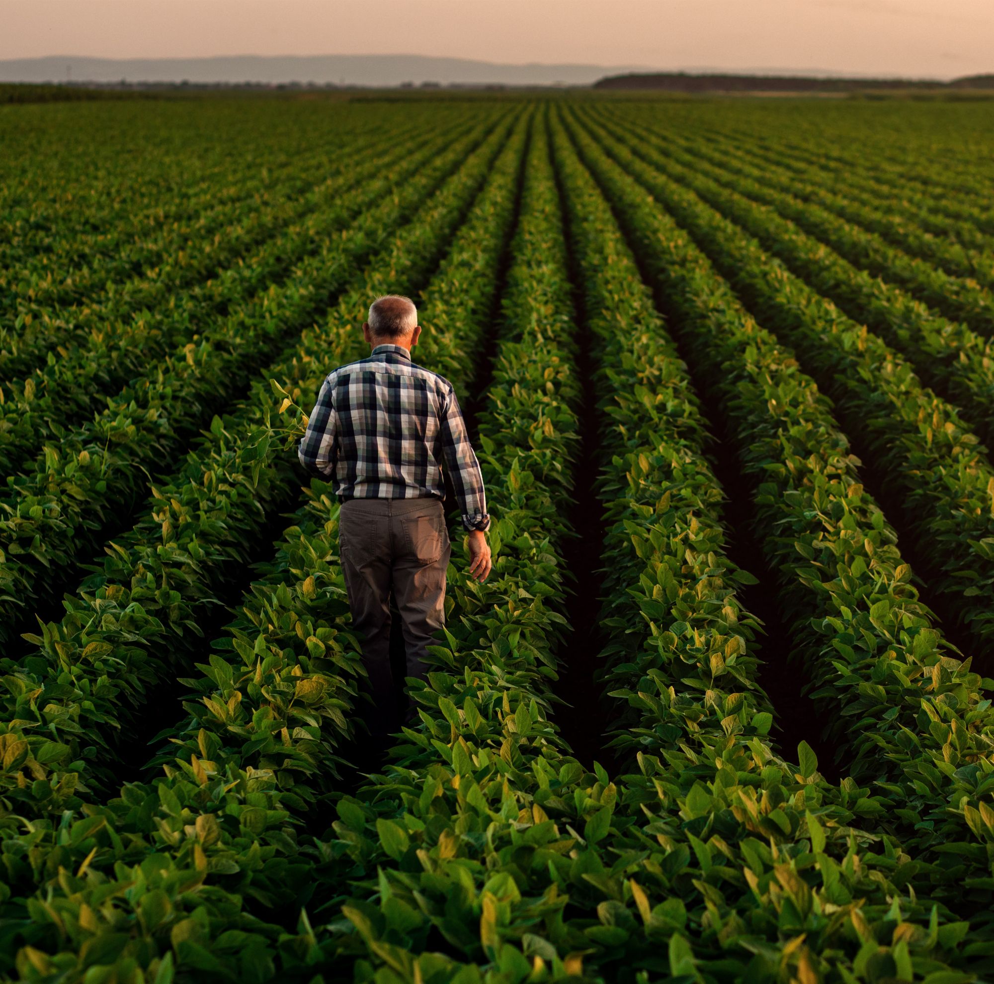 A farmer walks through a field of crops. 
