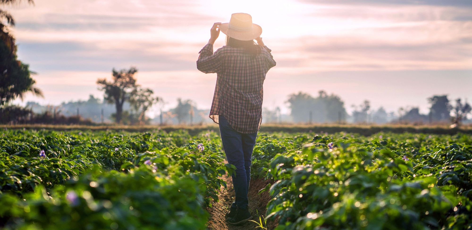 A farmer looking out to their potato field. 