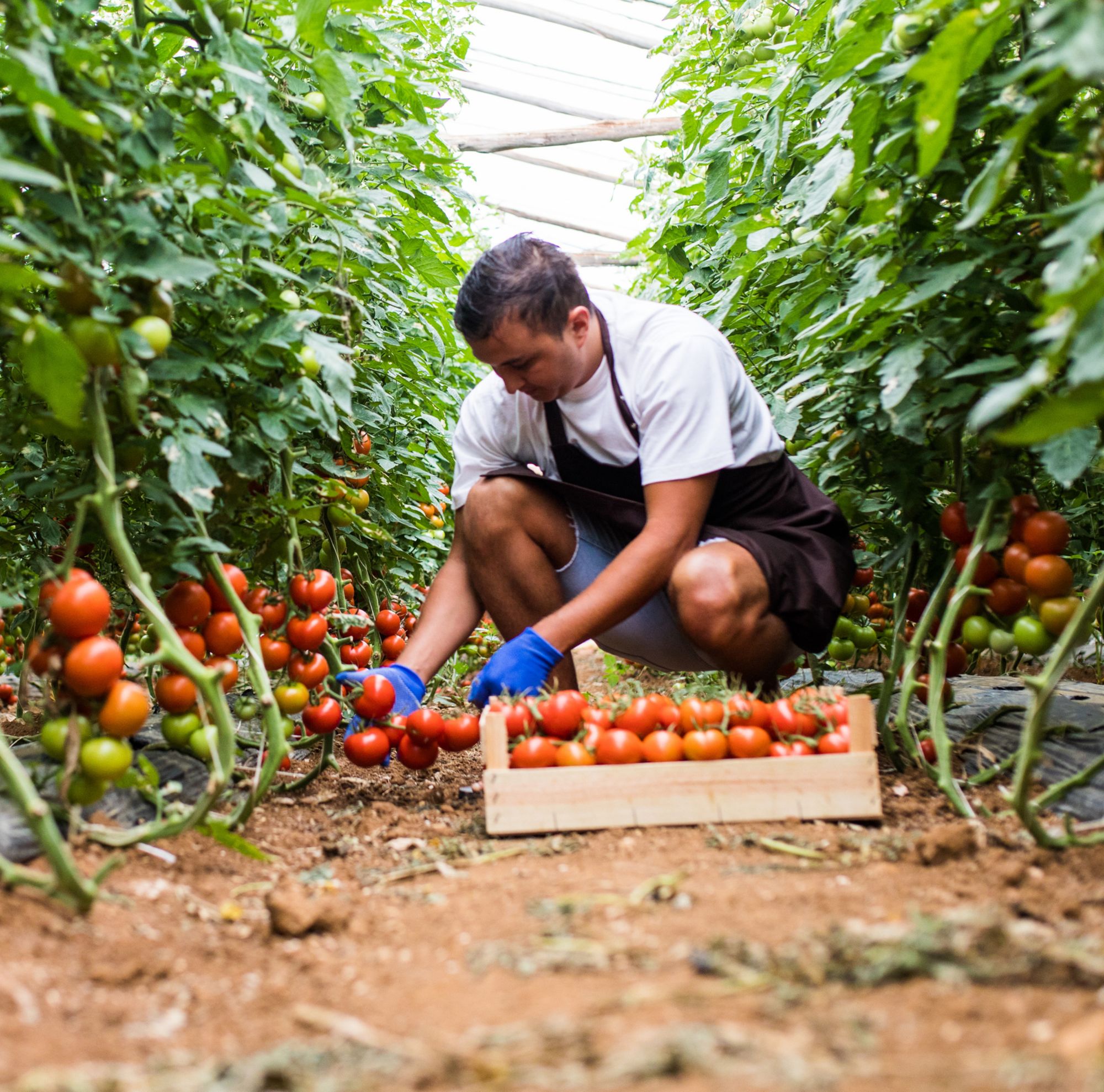 A farmer crouches down, picking ripe tomatoes from the vines and placing them in a wooden crate 