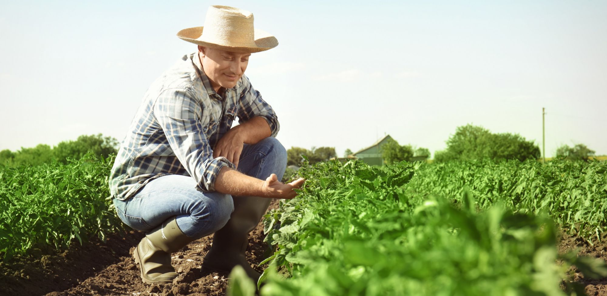A farmer squatting down to examine the soil near their crops 