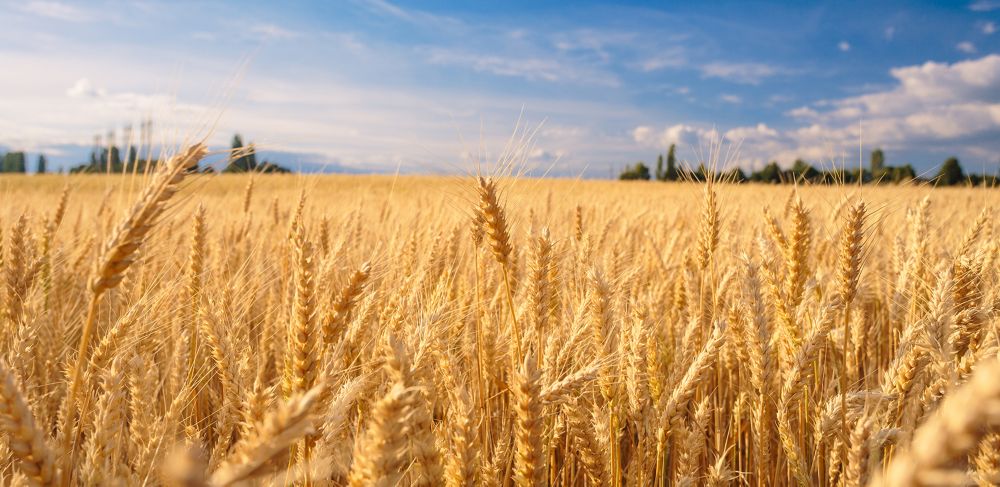 Eastman brings Adjust<sup>™</sup> SL plant growth regulator to U.S. growers