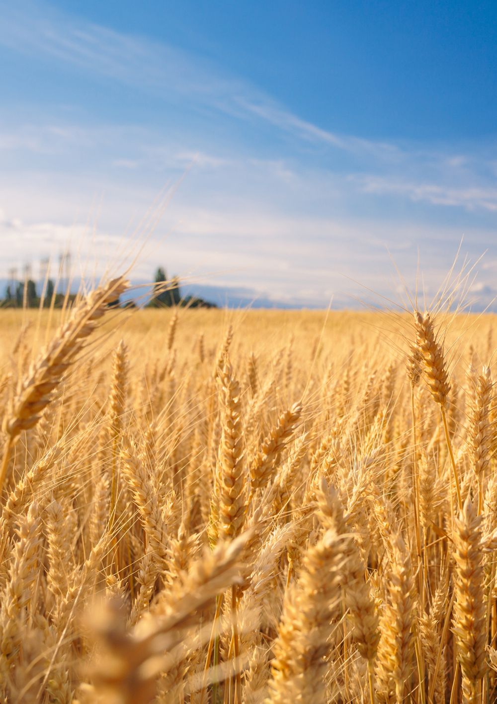 A field of cereal crops.   