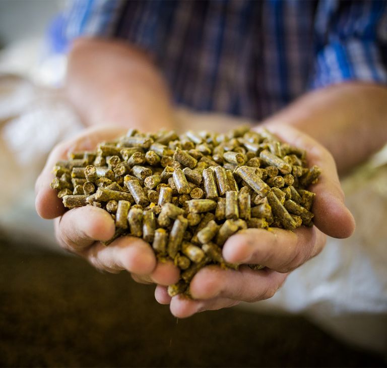 Feed pellets held in a person’s hands. 