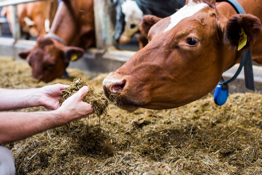 A person’s hands are outstretched to feed grass silage to a cow.   