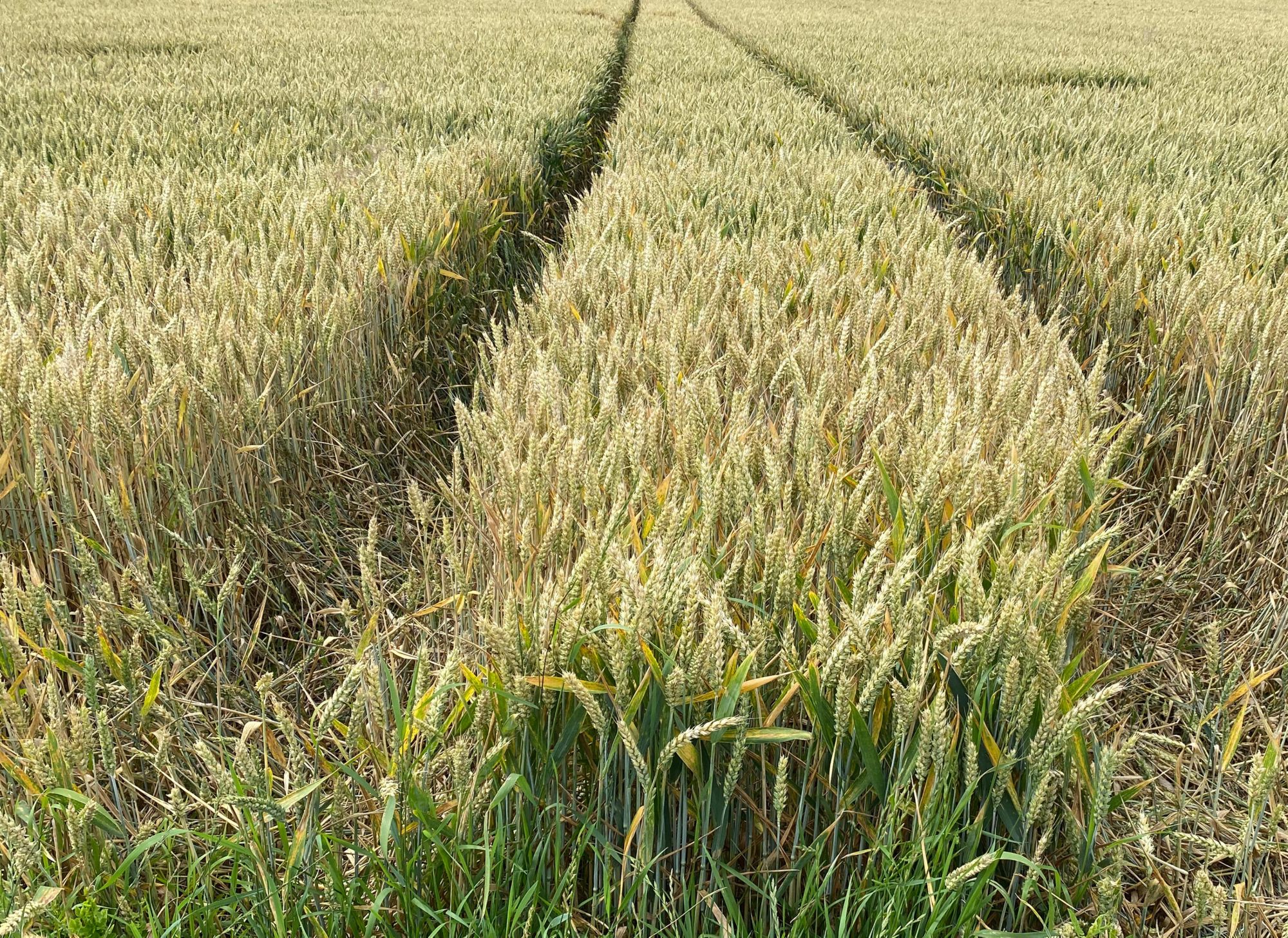 Strong, upright stems of even height are apparent on crops treated with a PGR. In contrast, the taller, weaker, untreated crop has suffered lodging. 