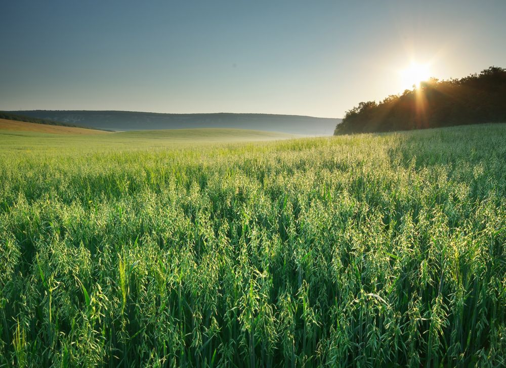 A field of green crops at sunset 