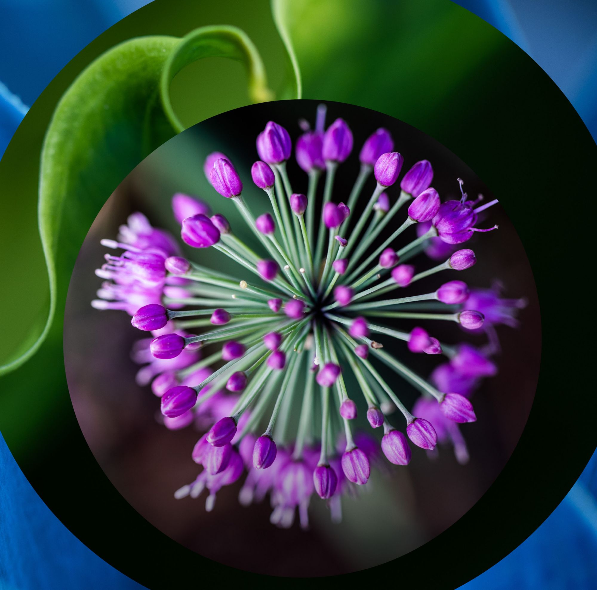 A close-up top view of purple flowers. 