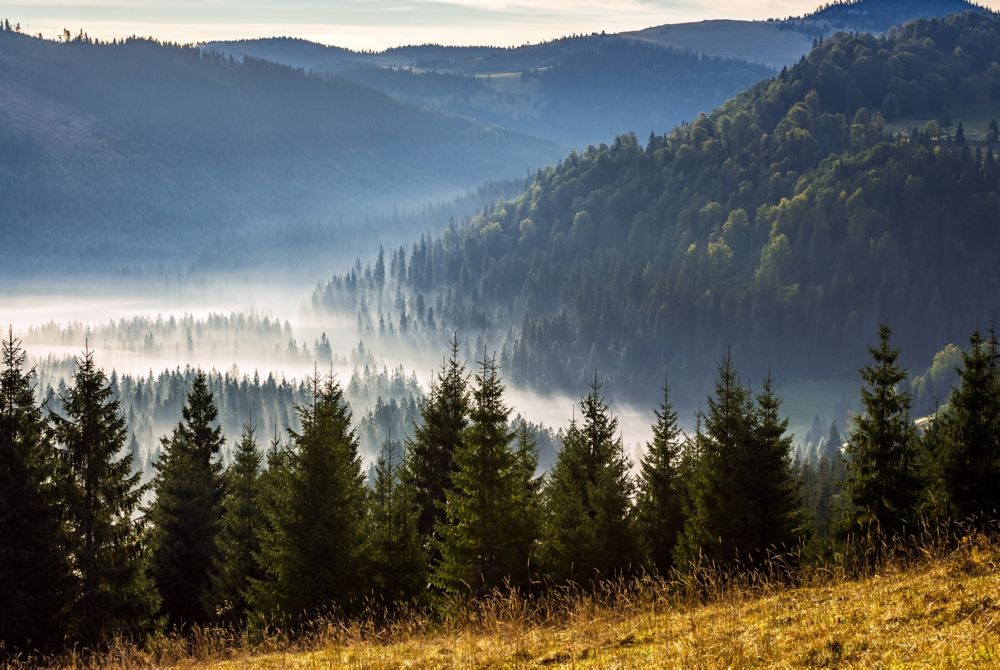 Foggy mountain filled with trees during sunrise. 