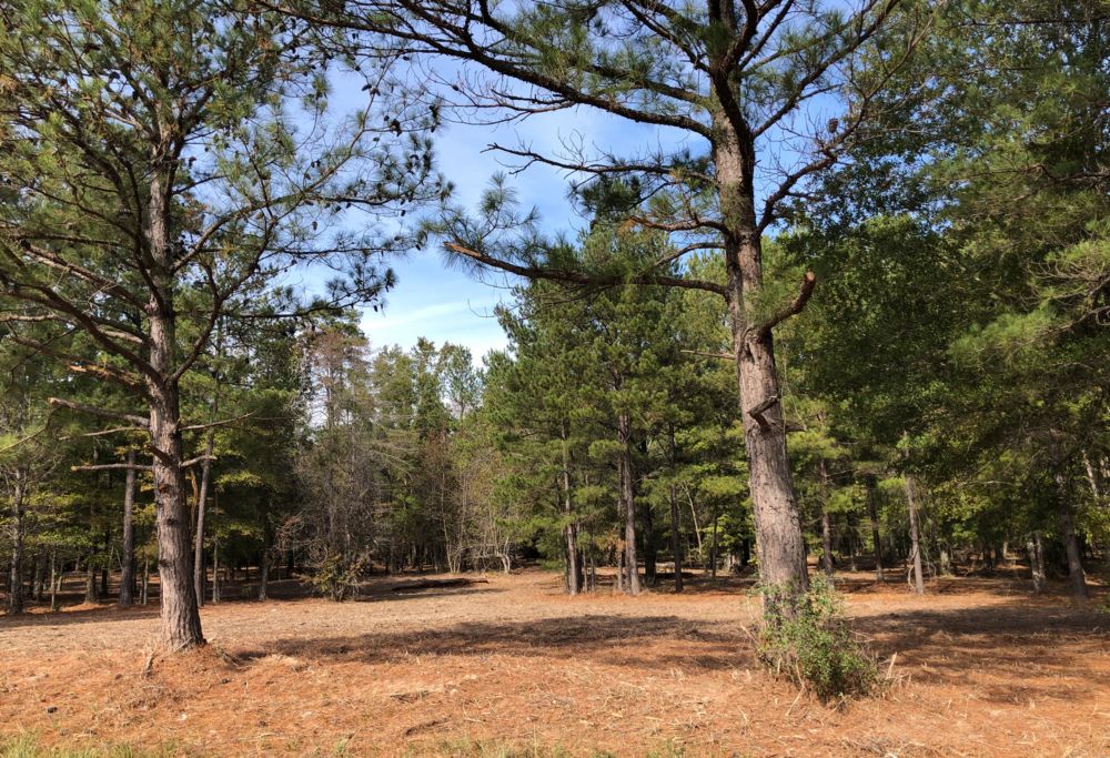 Pine tree forest in the Eastman Nature Center 