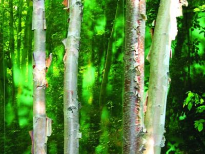 green glass installation in the forest