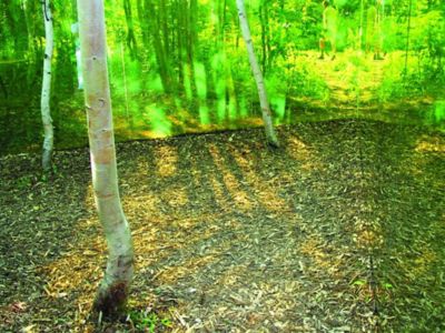 green glass installation in the forest