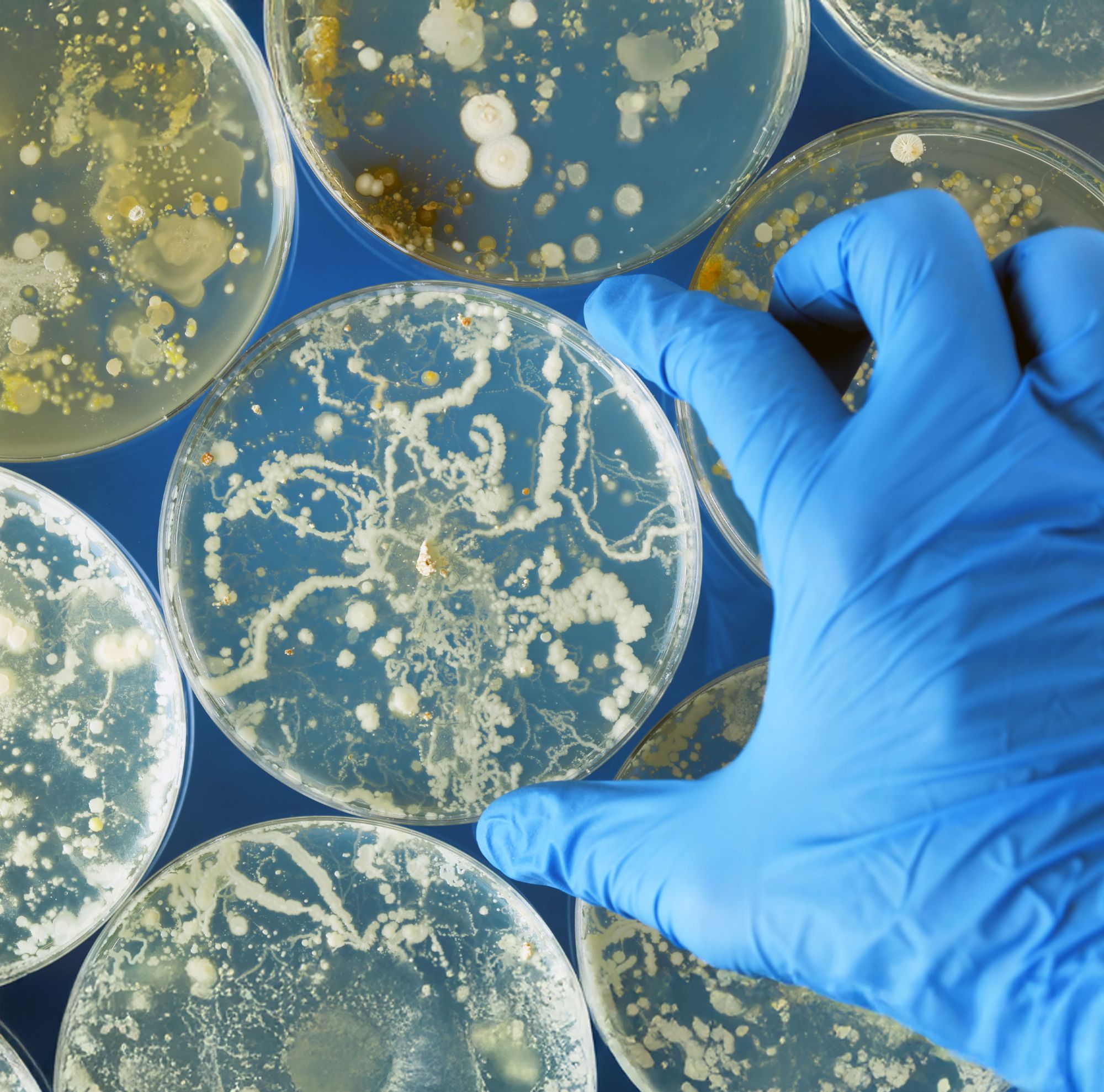 Gloved hand holding bacteria growing in a petri dishes. 