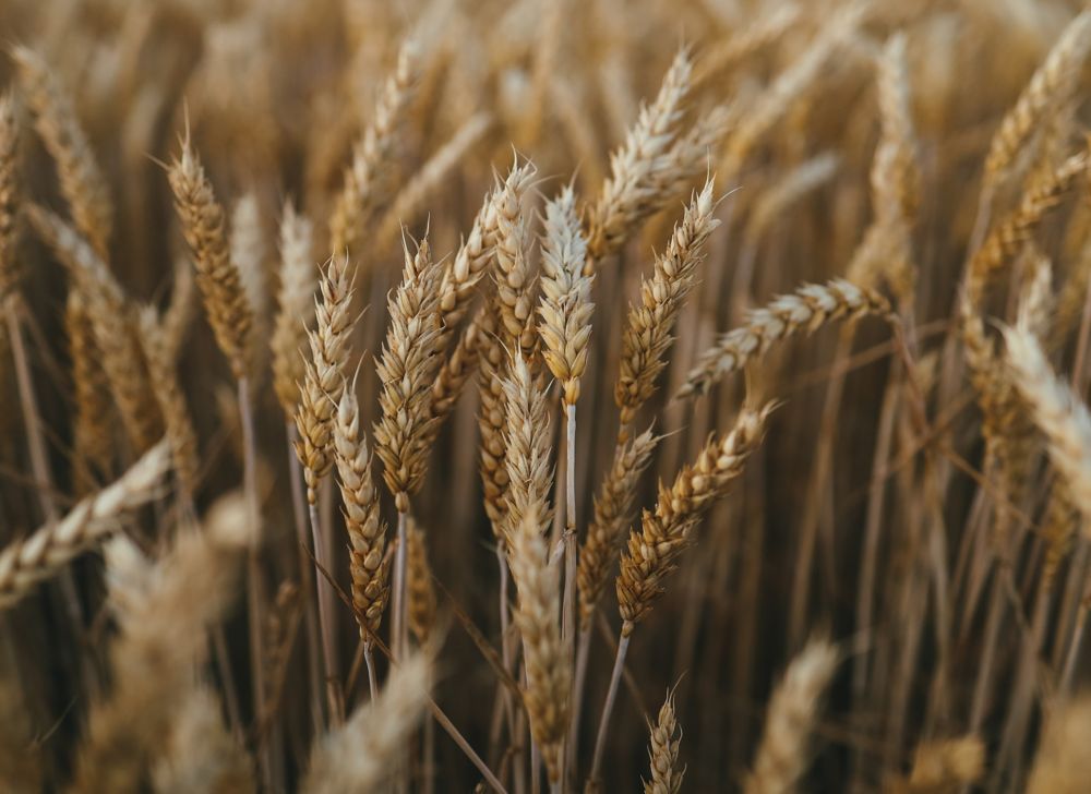 Close-up of golden wheat in a field. 