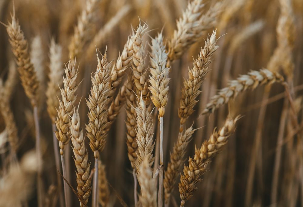 Close-up of a wheat field 