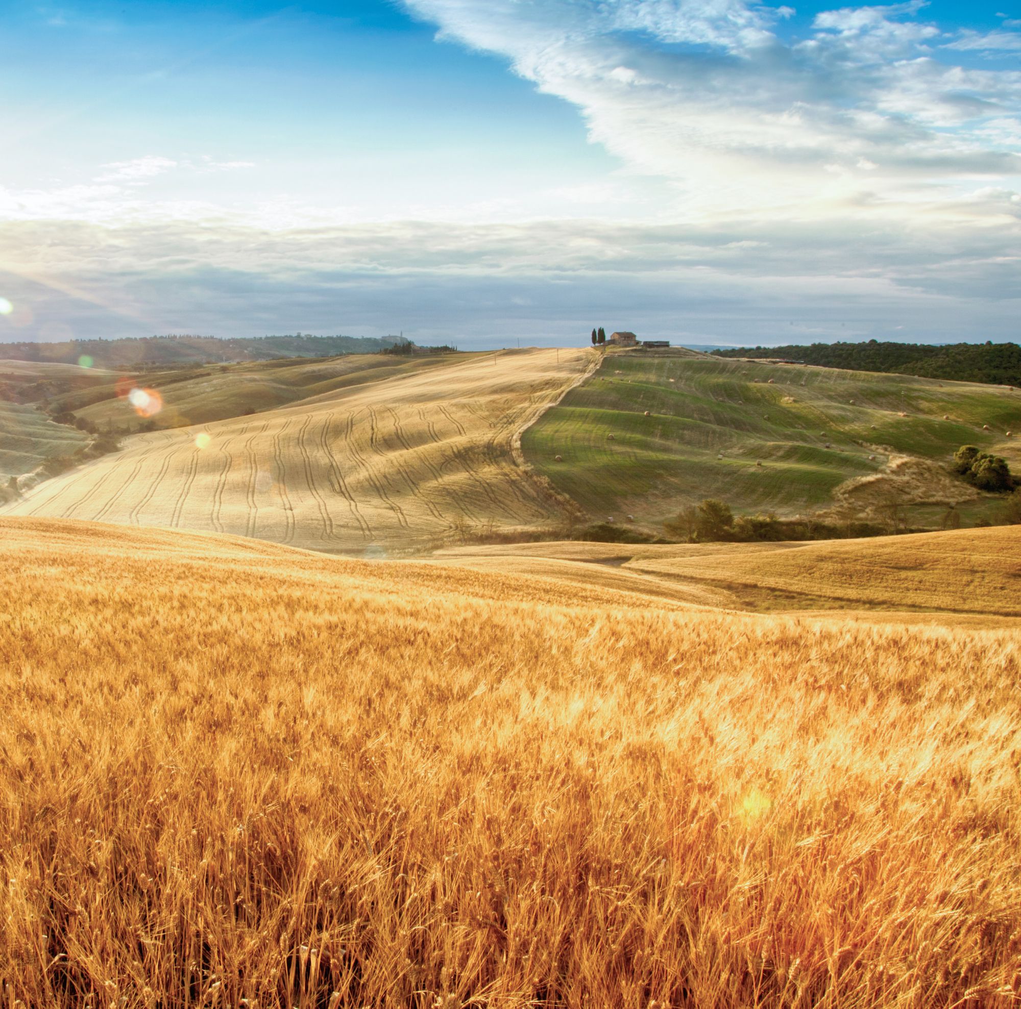 Golden wheat in a sunny field surrounded by farmland. 
