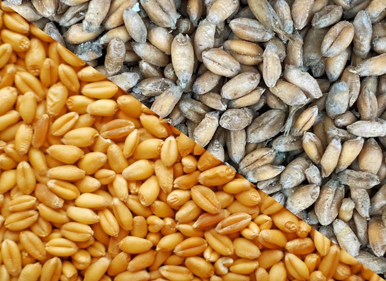 A picture of regular and spoiled wheat. 