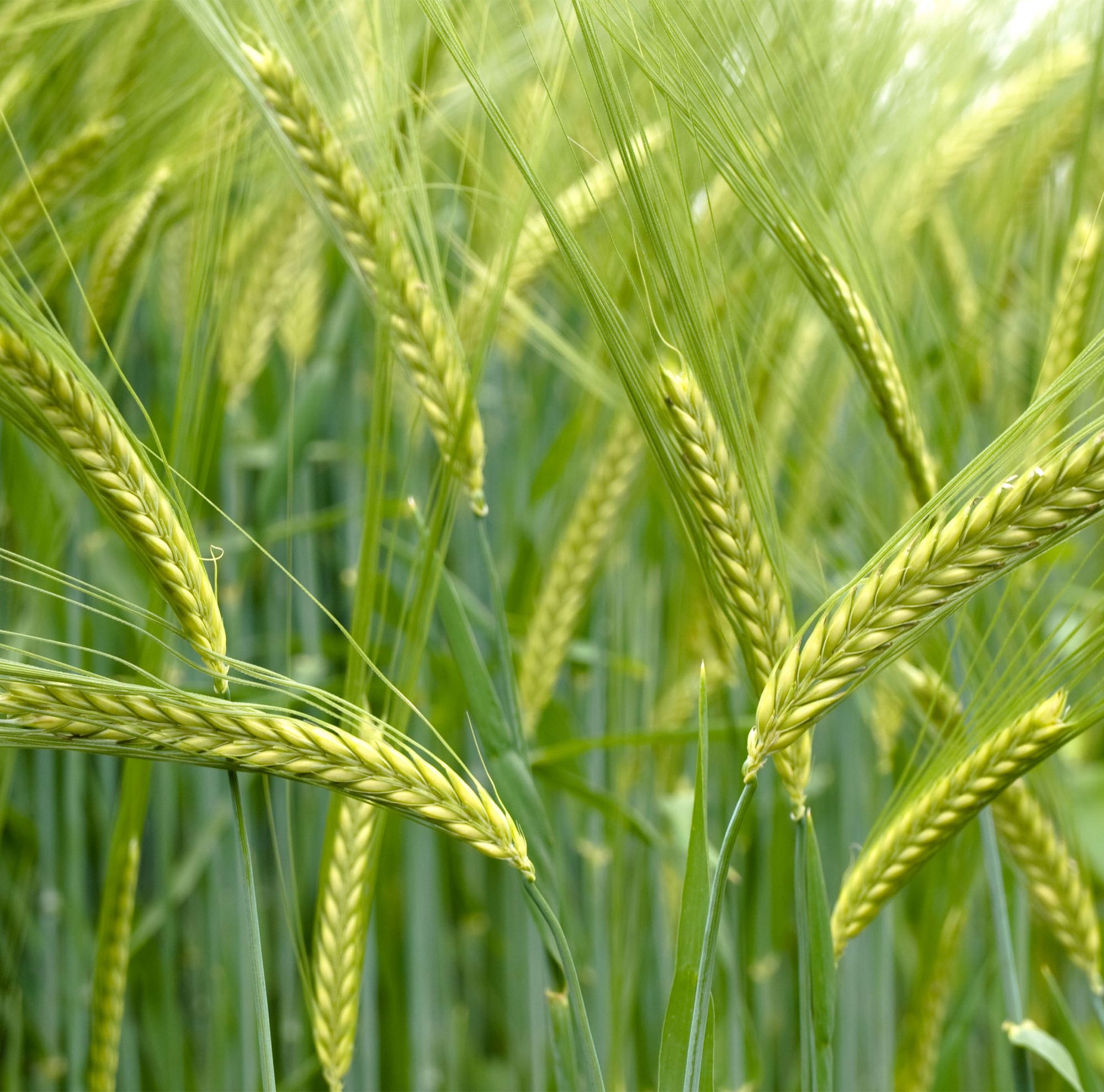Close-up of green durum wheat. 