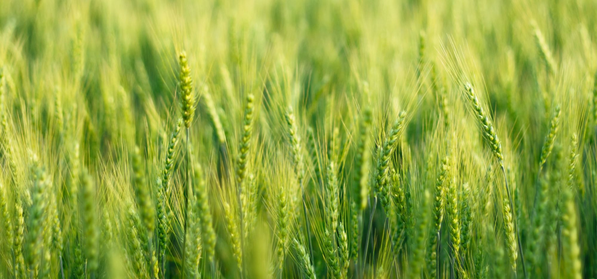 Field of green barley in the sun. 