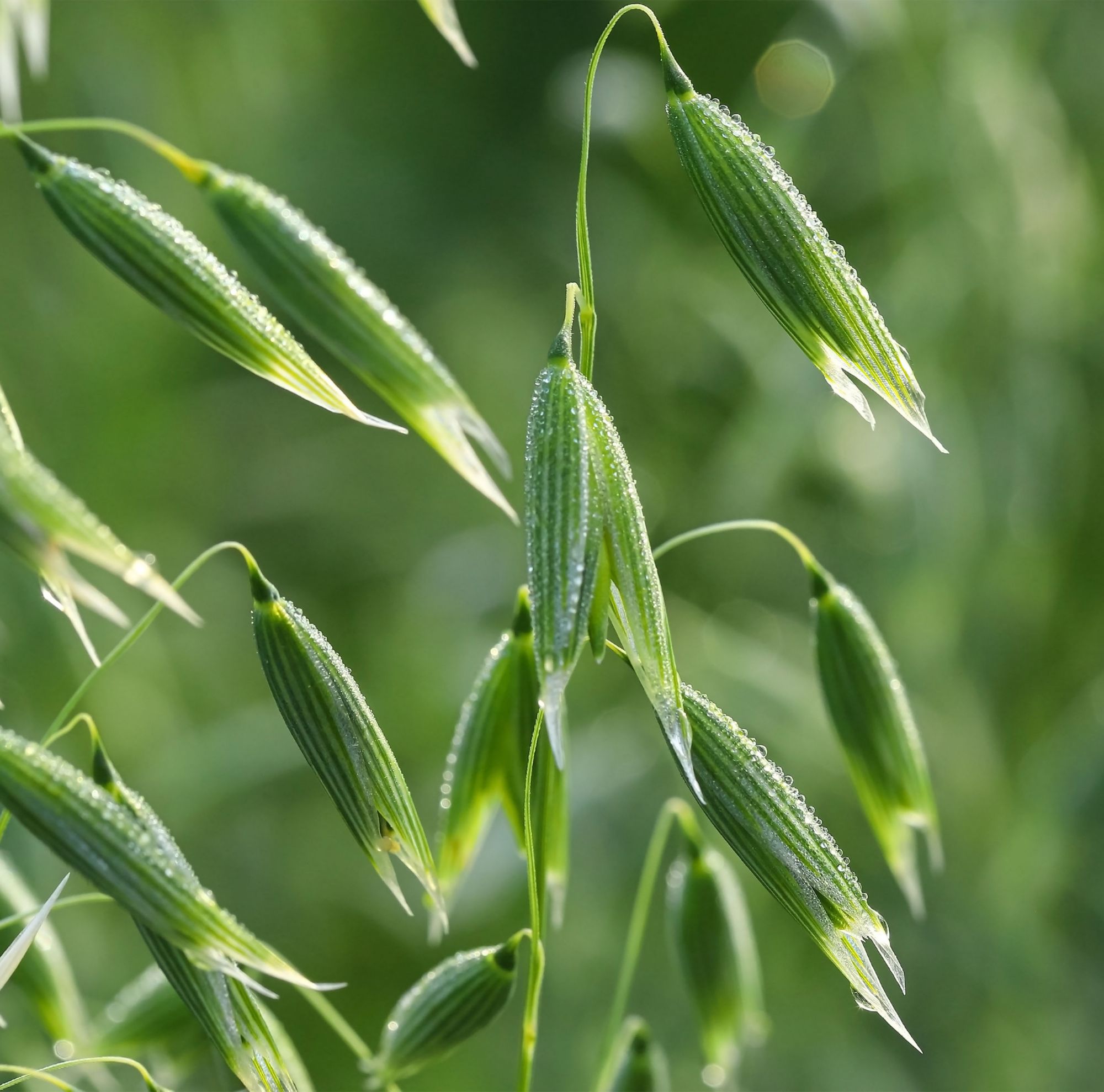Closeup of green oats. 
