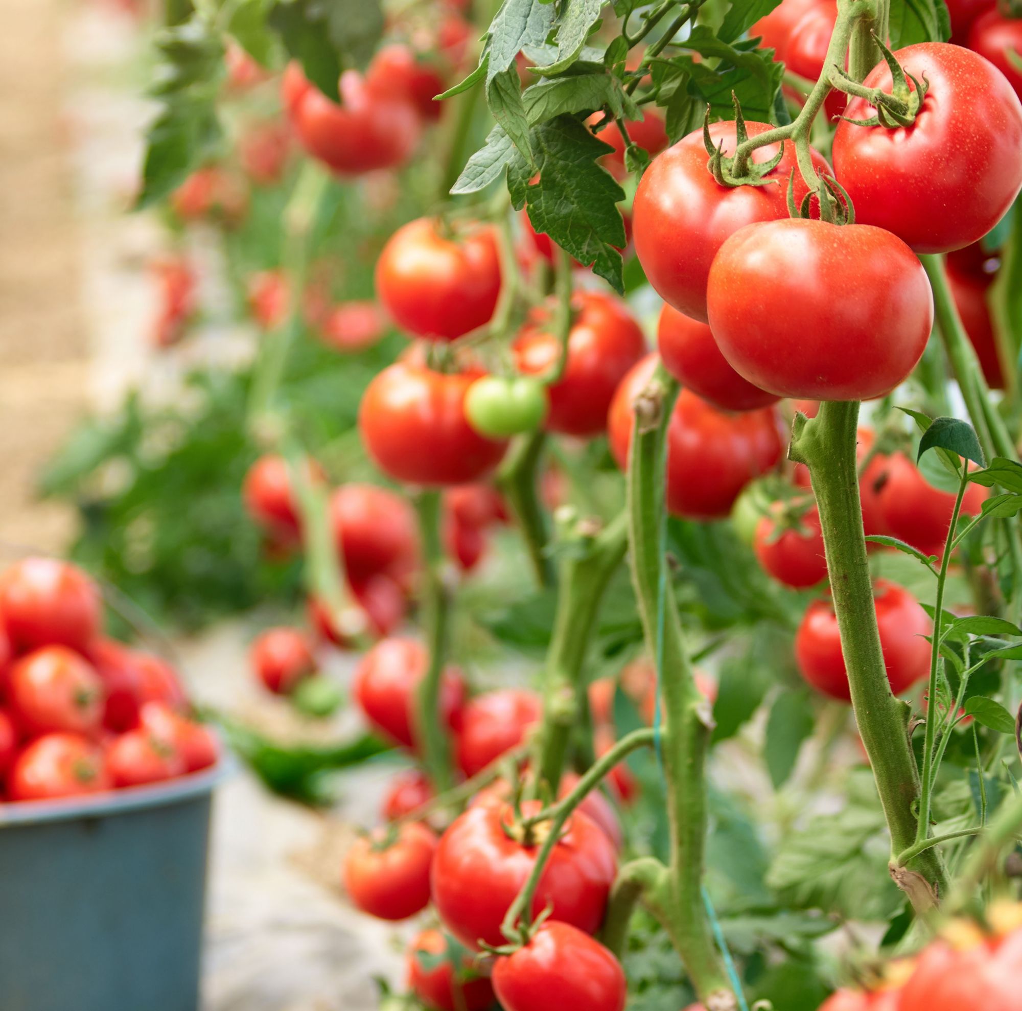 Ripe tomatoes growing on vines next to a bucket of picked tomatoes in a greenhouse 