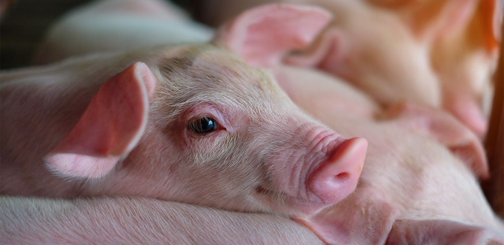 Enhancing piglet health: Benefits of organic acids and monoglycerides in promoting growth performance and mitigating effects from pathogenic activity and post-weaning stress