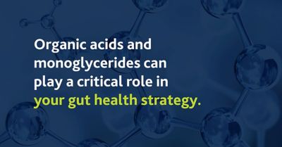 Feedinfo interview: Organic acids and monoglycerides can playa critical role in your gut health strategy