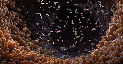 Macro illustration of microbiota in the gut. 