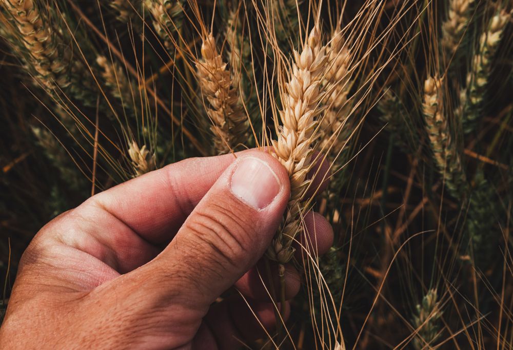 A hand touching a piece of golden wheat. 